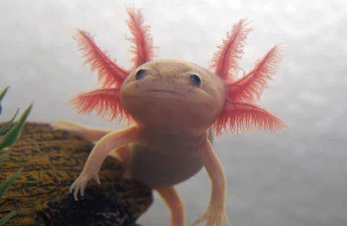 Ambystoma mexicanum (Axolotl) - Leucistic