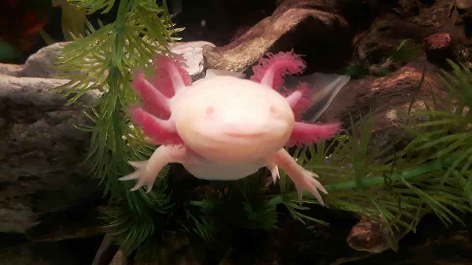 Ambystoma mexicanum (Axolotl) - Leucistic Albino
