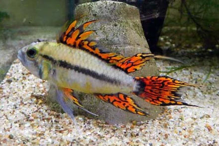Apistogramma cacatuoides var. - Triple Red