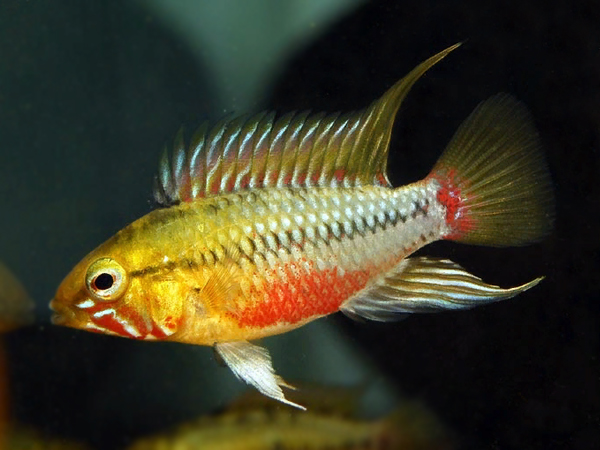 Apistogramma hongsloi - Redline Apisto