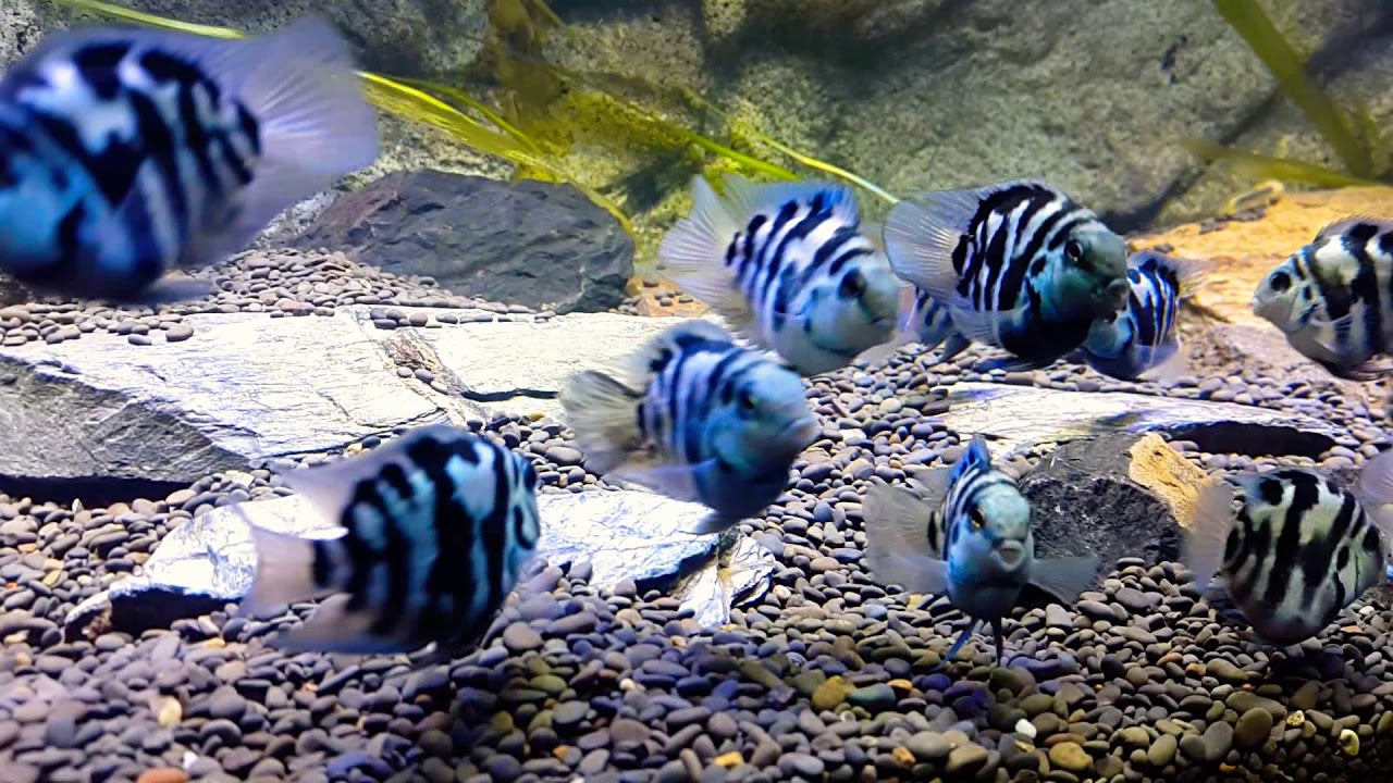 Polar Blue Parrot