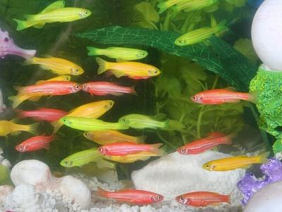 Brachydanio rerio - Glofish Danio