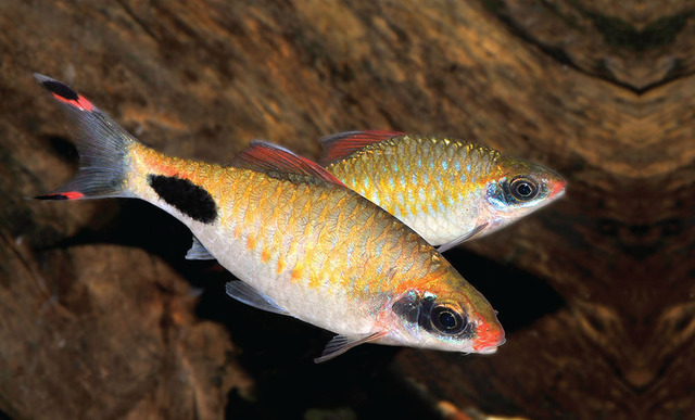 Dawkinsia assimilis - Mascara Barb