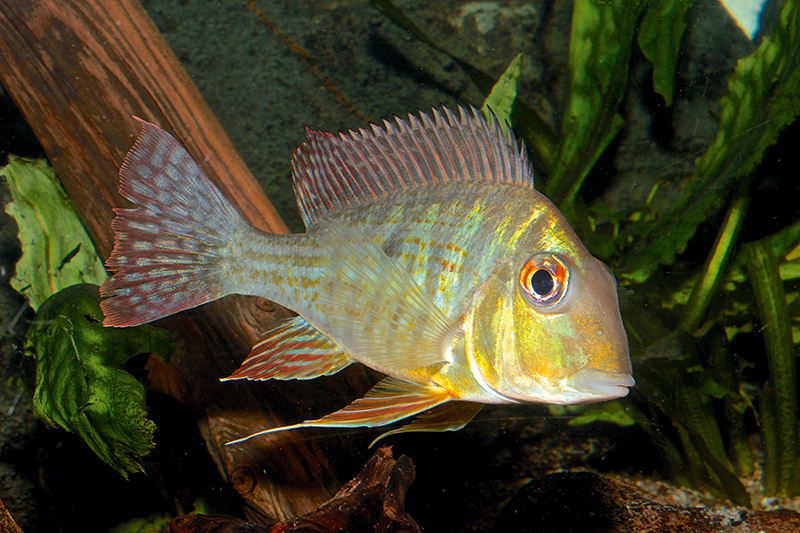 Geophagus sp. Caqueta