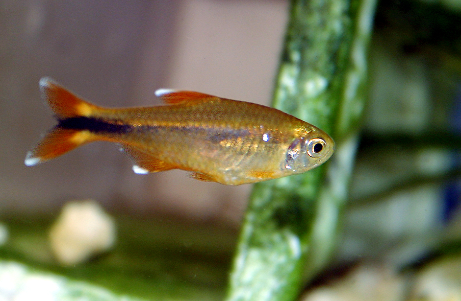 Hasemania nana - Silver Tip Tetra