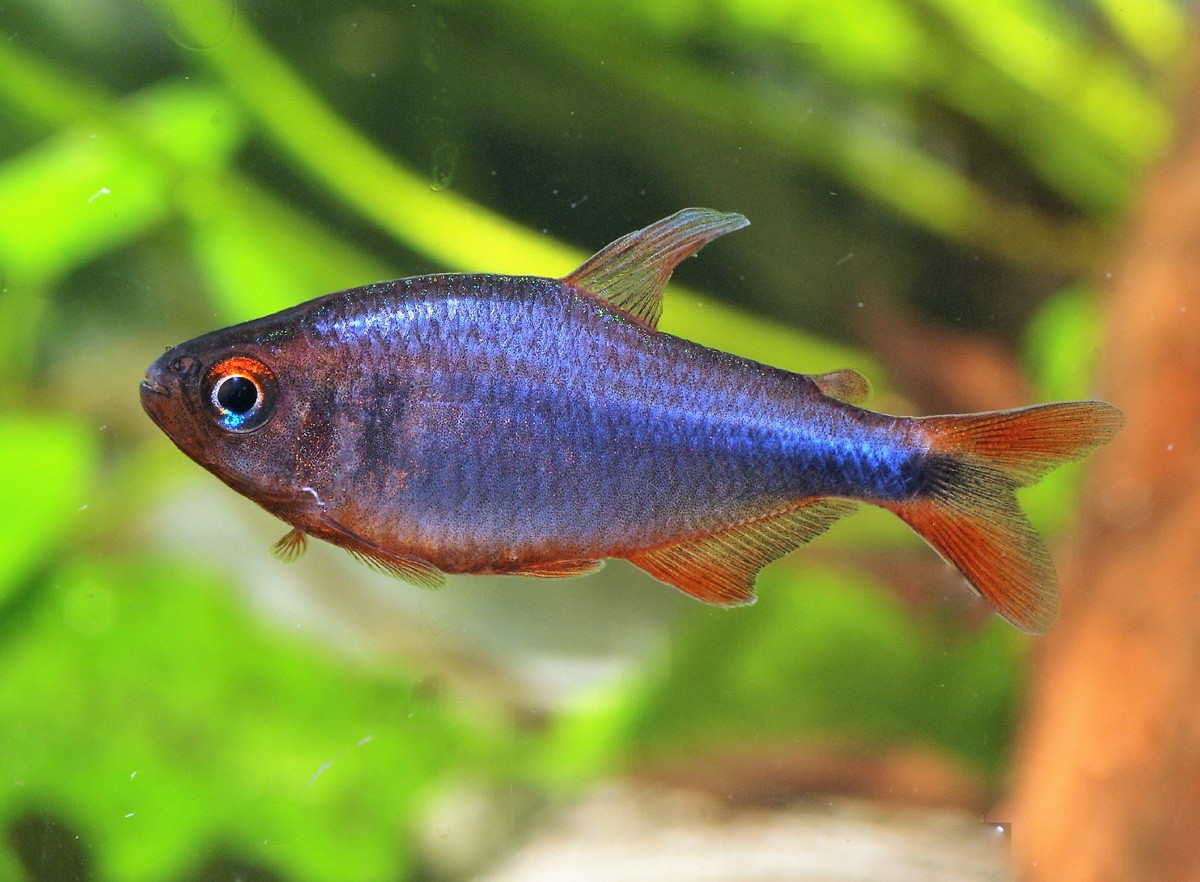 Hyphessobrycon wadai - Blueberry Tetra