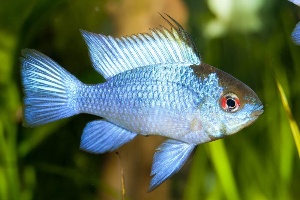 Microgeophagus ramirezi sp. Blue Electric - Electric Blue Golden Head Ram