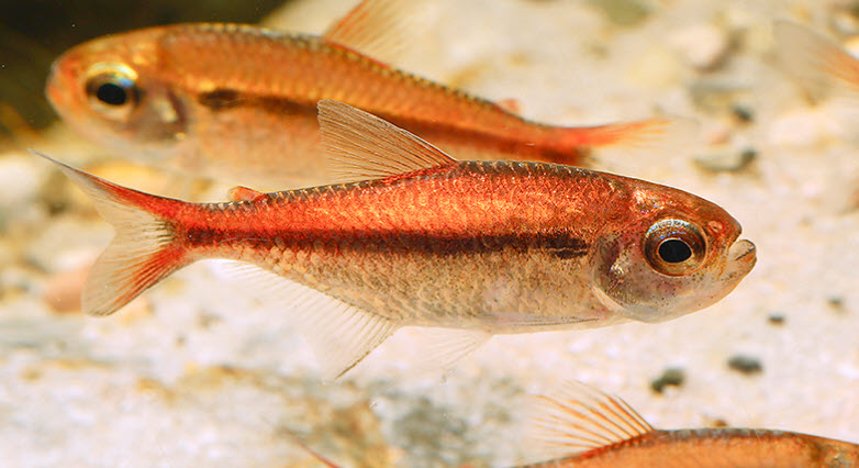 Moenkhausia rubra
