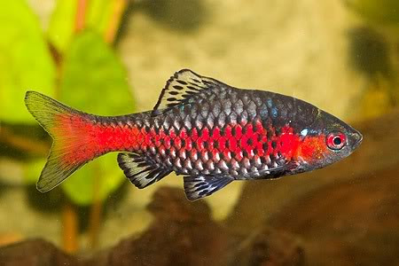 Pethia padamya - Odessa Barb