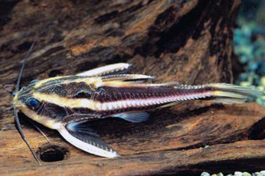 Platydoras costatus - Striped Raphael Catfish