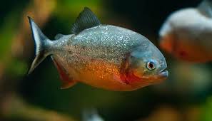 Pygocentrus nattereri - Super Red Belly Piranha