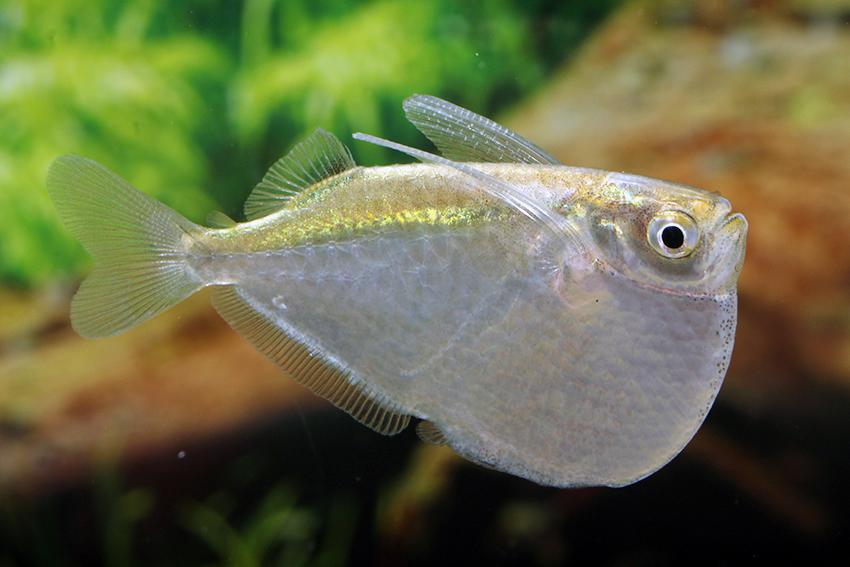 Thoracocharax stellatus - Silver Hatchetfish