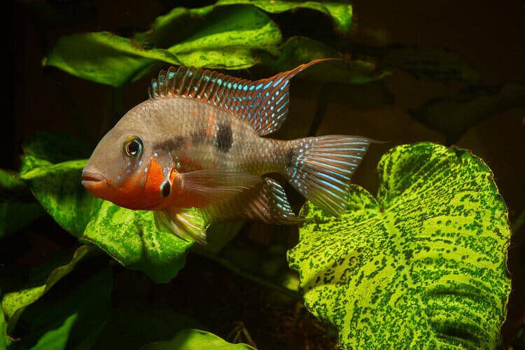 Thorichthys meeki - Firemouth Cichlid