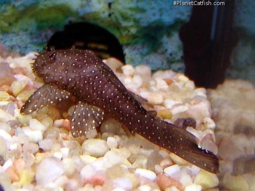 Ancistrus sp. L-100 - Stardust Bushynose