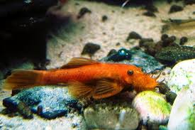 Ancistrus sp. Super Red - Short Fins