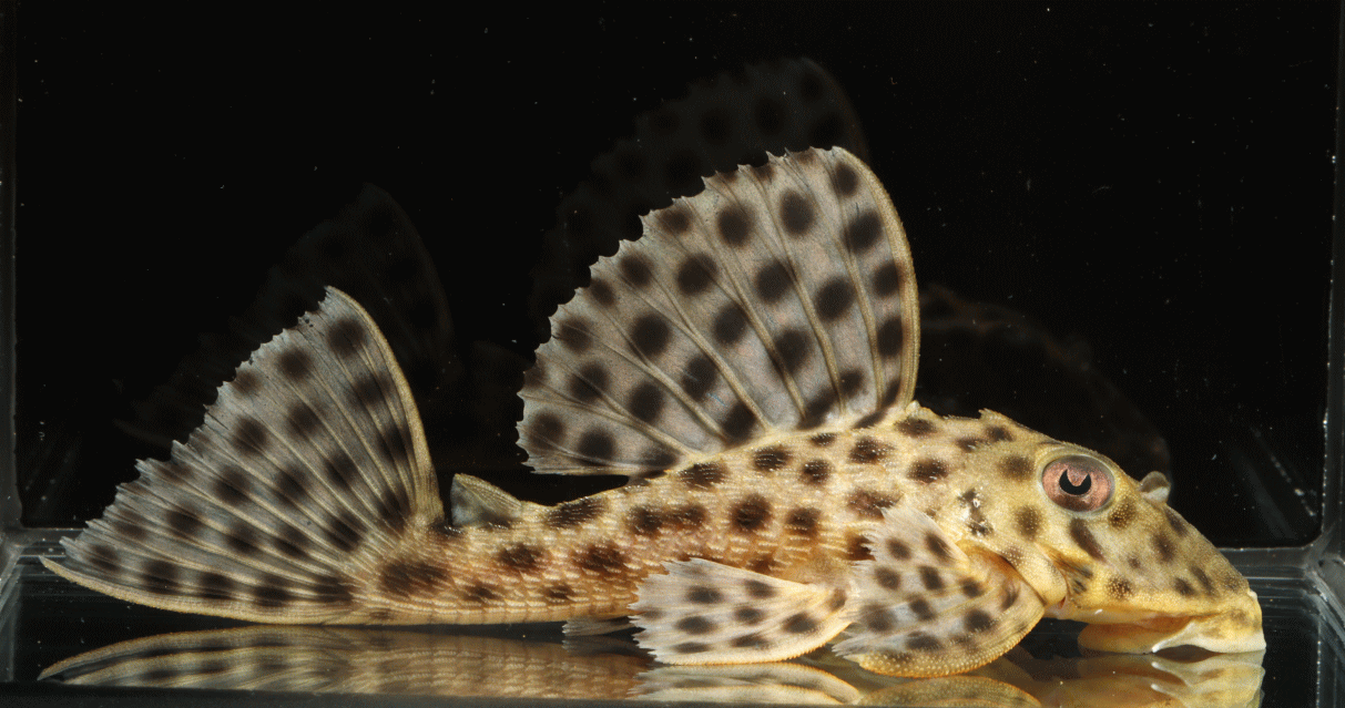 Hemiancistrus medians - Medians Pleco
