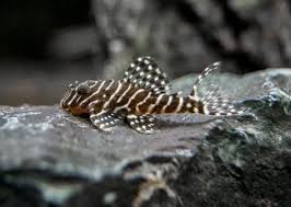Hypancistrus sp. L-340 - Mega Clown