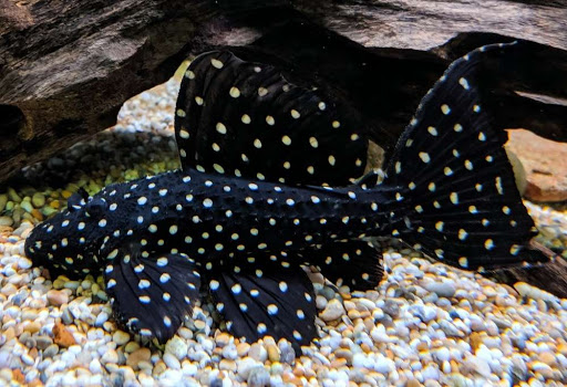 Pseudacanthicus sp. L-097 - Polka Dot Cactus