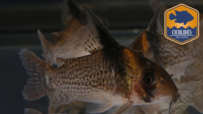 Corydoras Wotroi CW-027 - Highfin Spotted