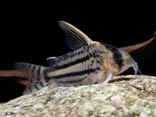 Hoplisoma schwartzi CW-028 - Super Schwartzi (Corydoras schwartzi)