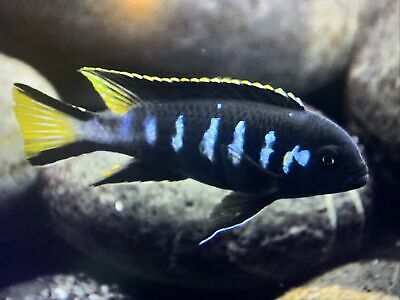 Metriaclima melissa - Elongatus Chewere