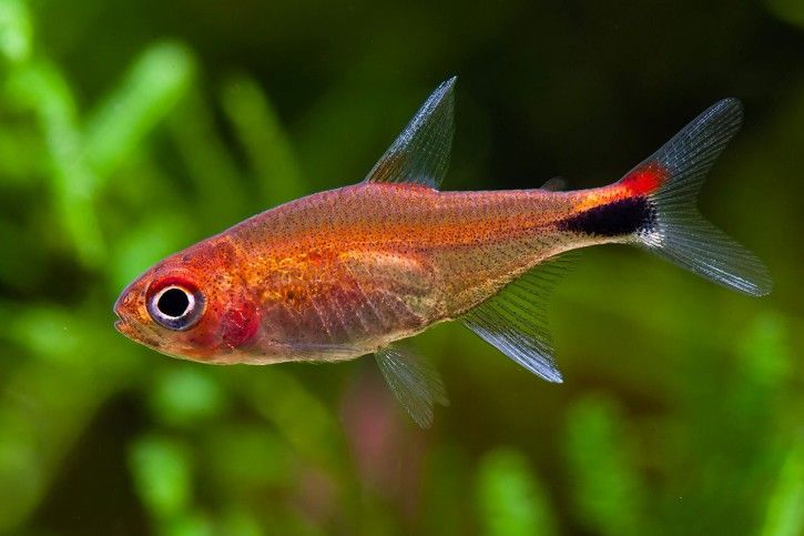 Axelrodia reisei - Ruby Tetra