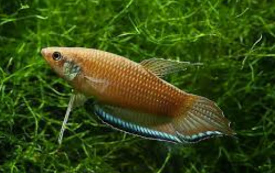 Betta enisae