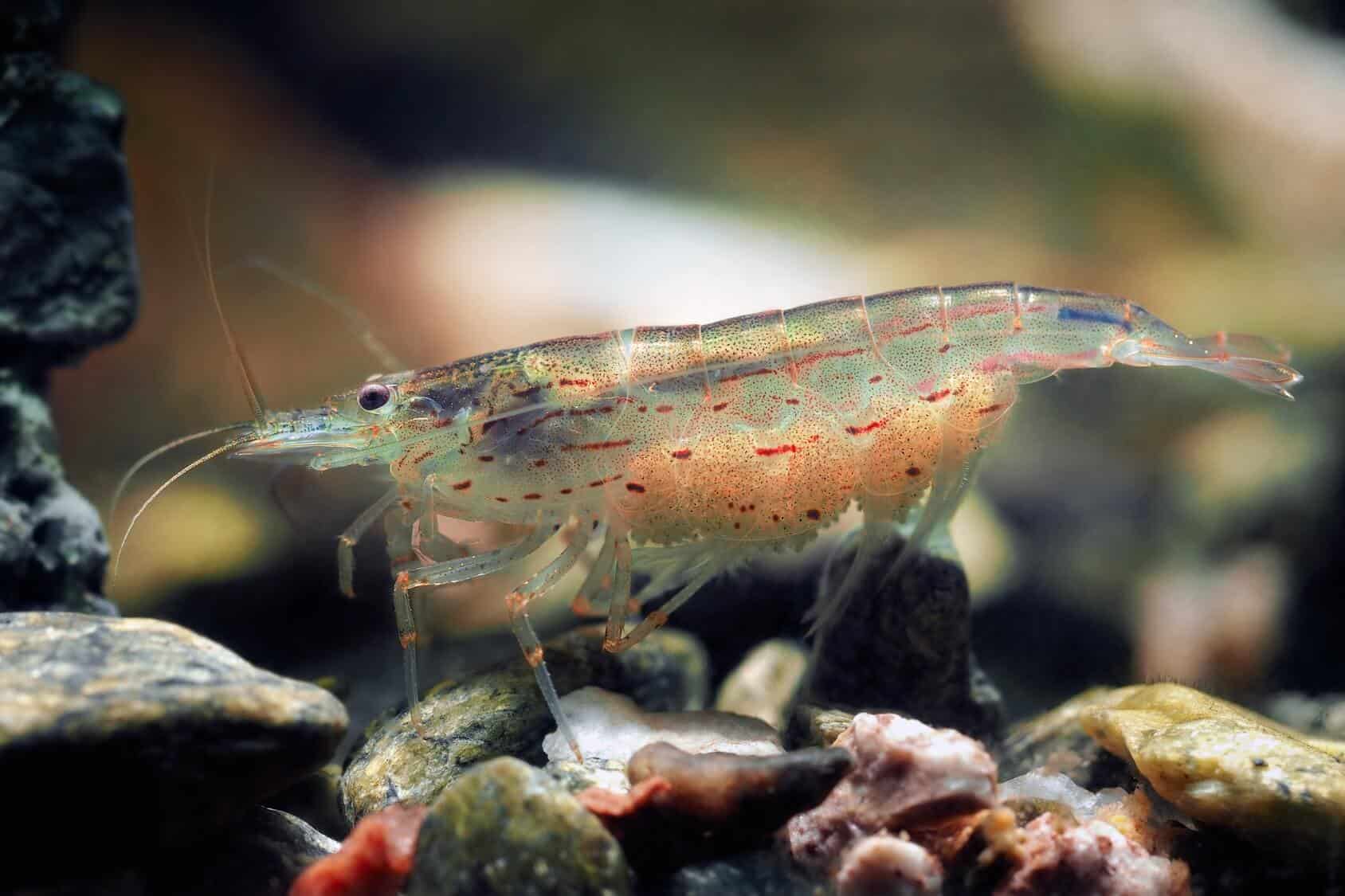 Caridina multidentata - Amano Shrimp