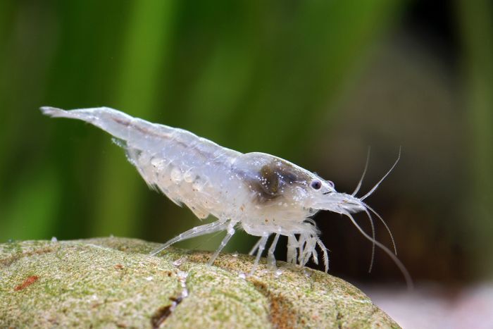 Neocaridina zhangjiajiensis - Snowball White